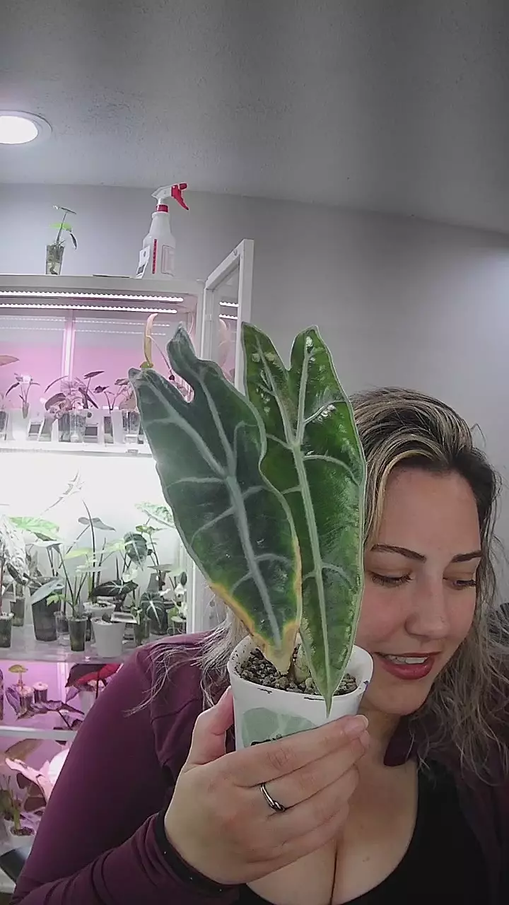 longiloba purple thumbnail