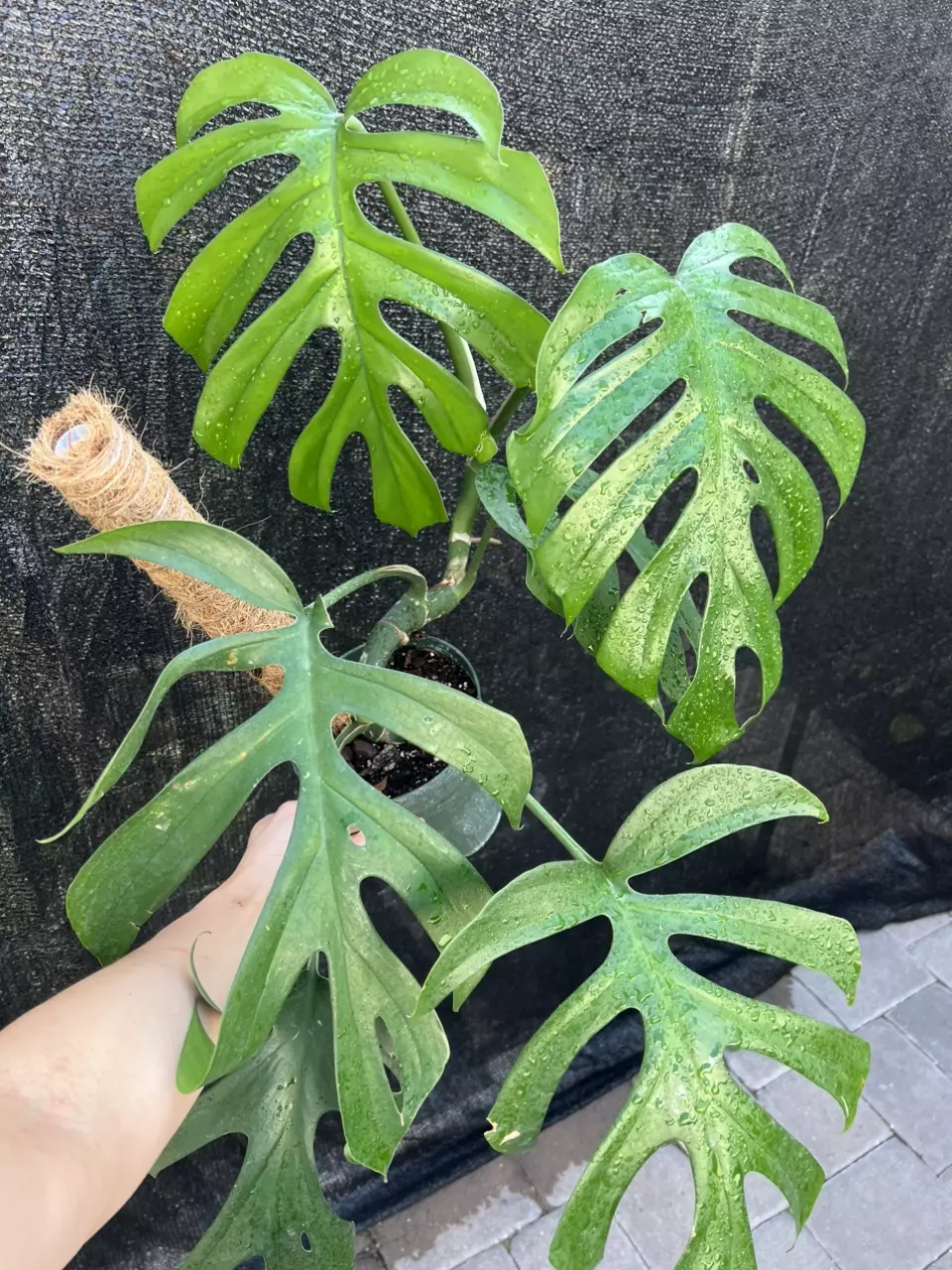 Rhaphidophora Giant Tetrasperma 6” Exact thumbnail