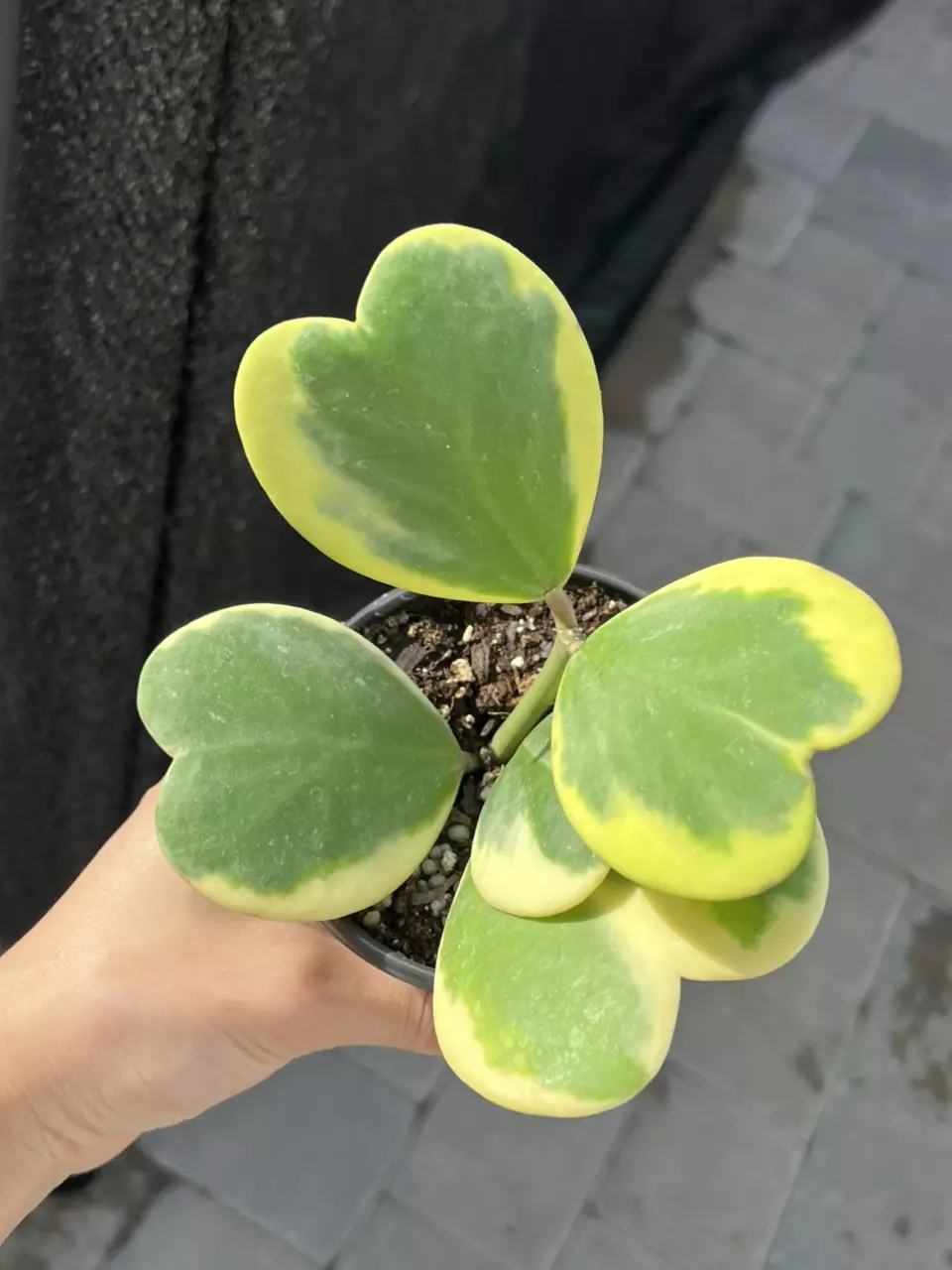 Hoya Kerri Outer Variegated 4” Grower’s Choice thumbnail