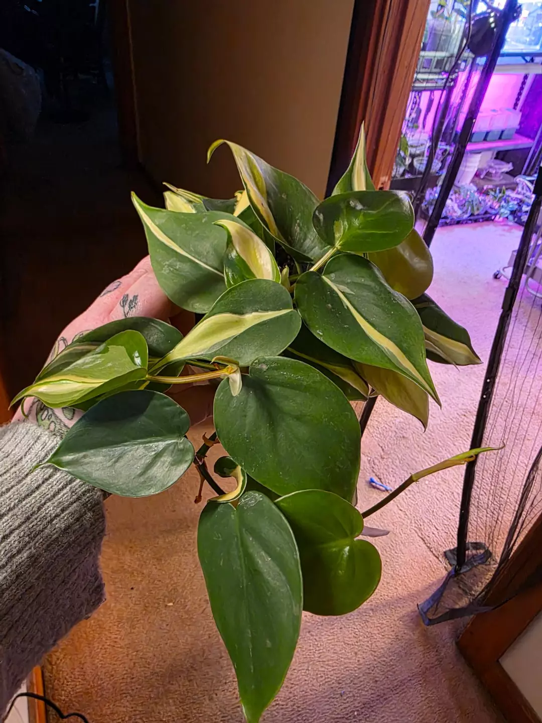 A228 Philodendron Rio thumbnail