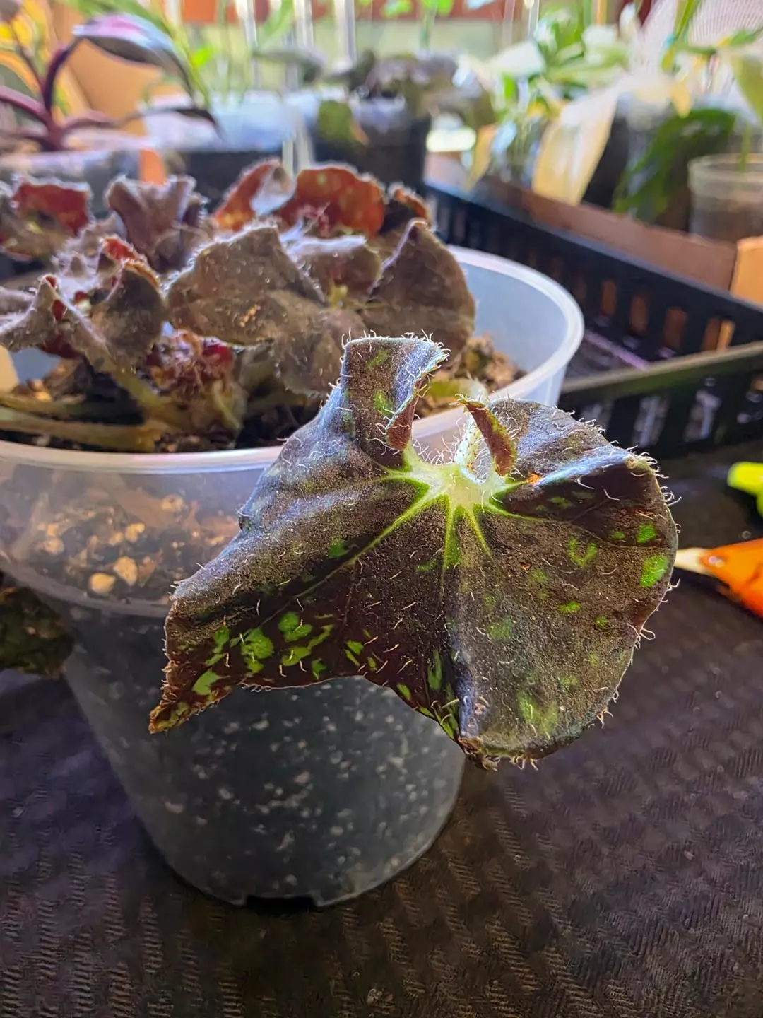 A241 Begonia Yto thumbnail