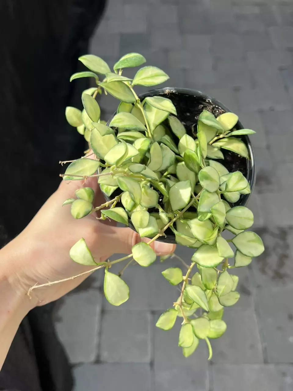 Hoya Heuschkeliana Variegated 4” Grower’s Choice thumbnail