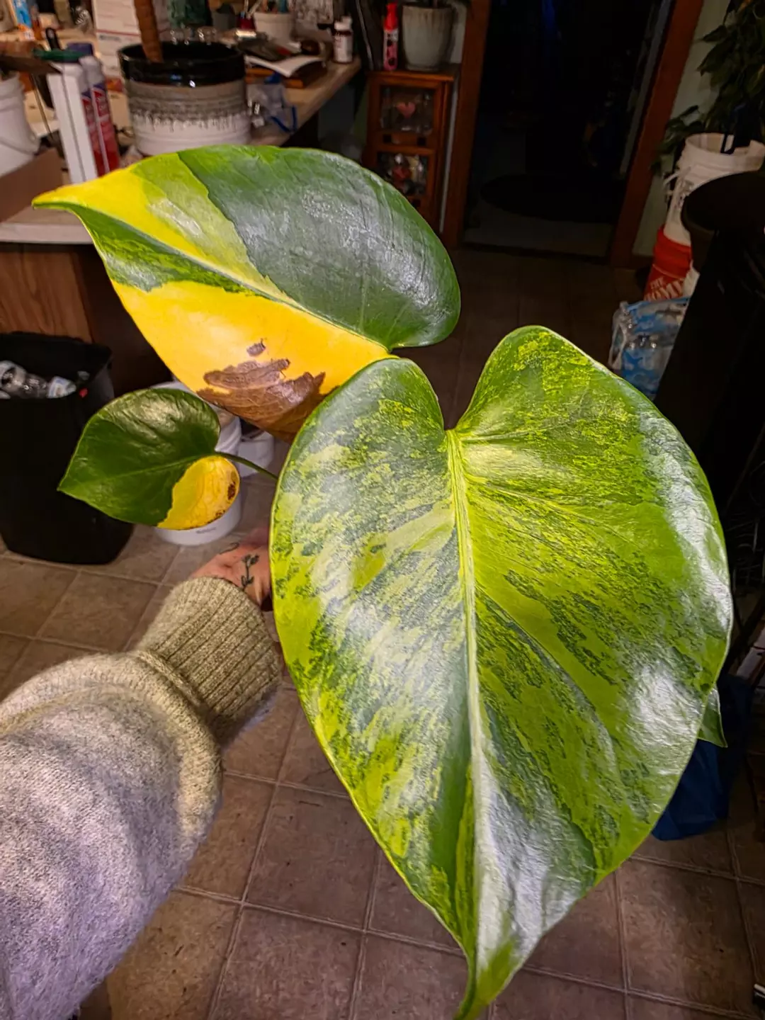 A230 Monstera Yellow Marilyn thumbnail