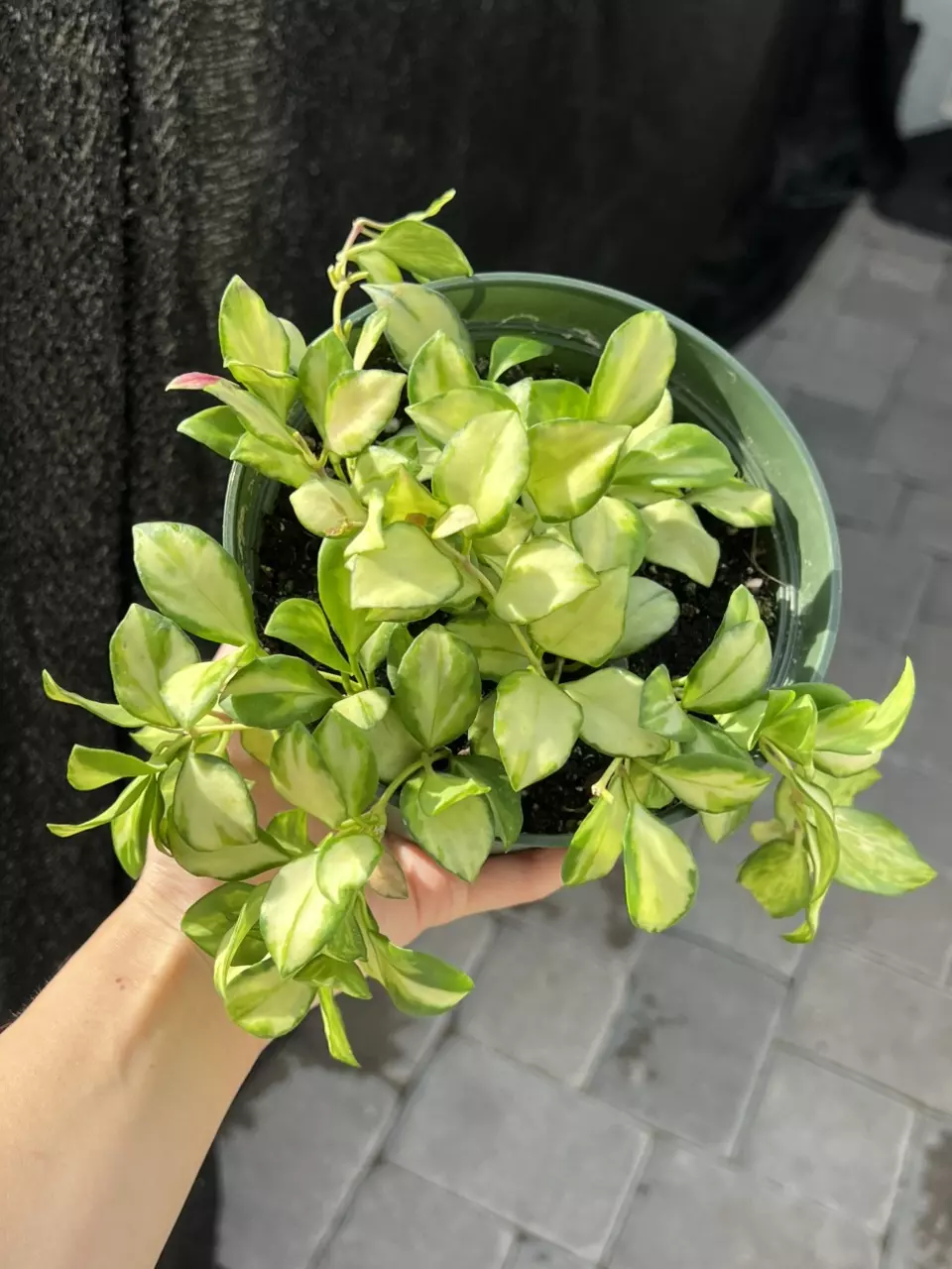 Hoya Heuschkeliana Variegated 6” Grower’s Choice thumbnail