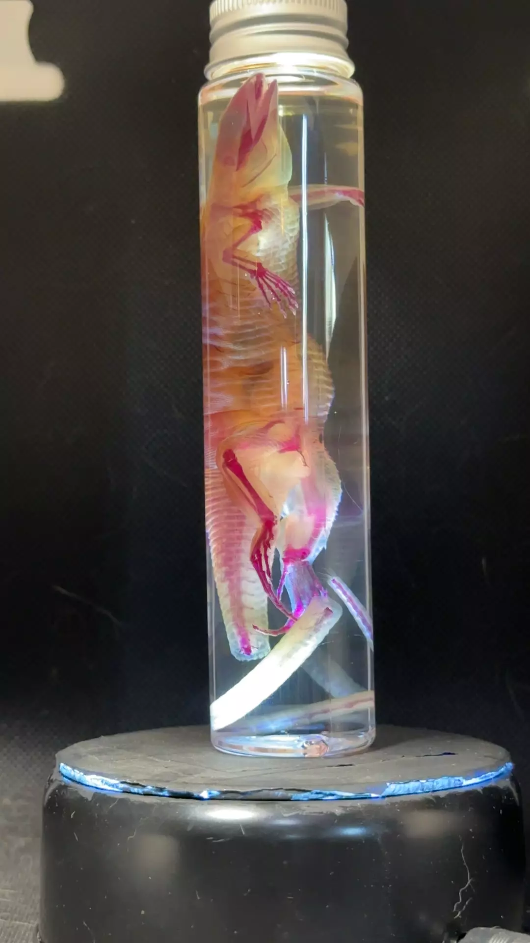 ethically sourced Diaphonized  Great Plains skink lizard thumbnail