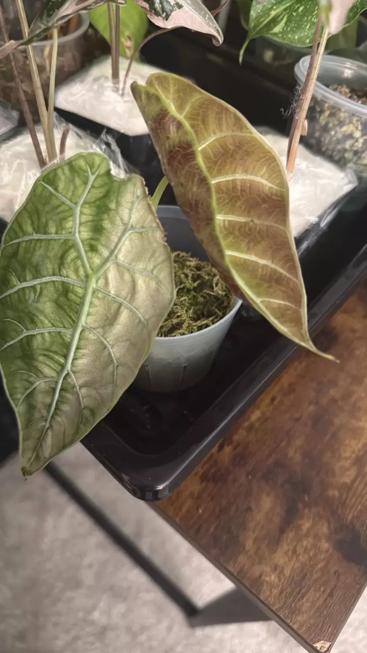 Watsoniana pink Mint thumbnail