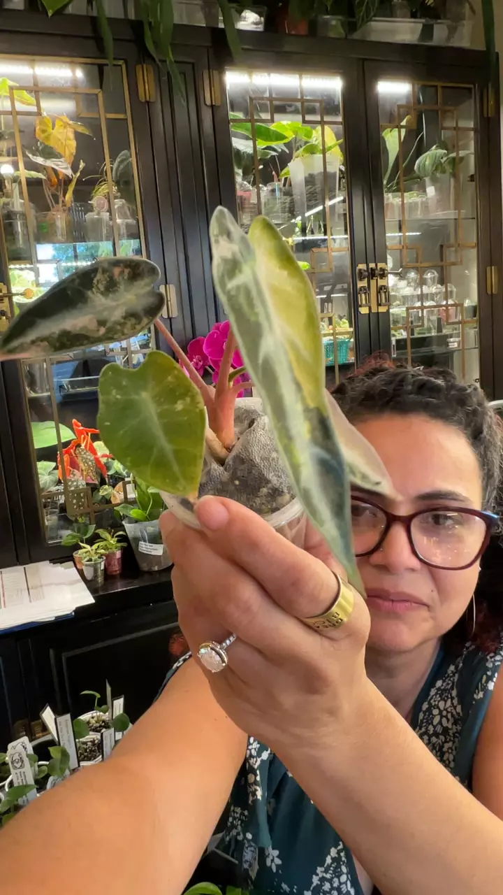 0485 Alocasia Bambino Aurea thumbnail