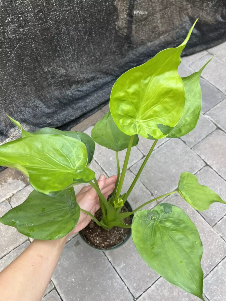 Alocasia Cucullata Banana Split 6” Exact thumbnail
