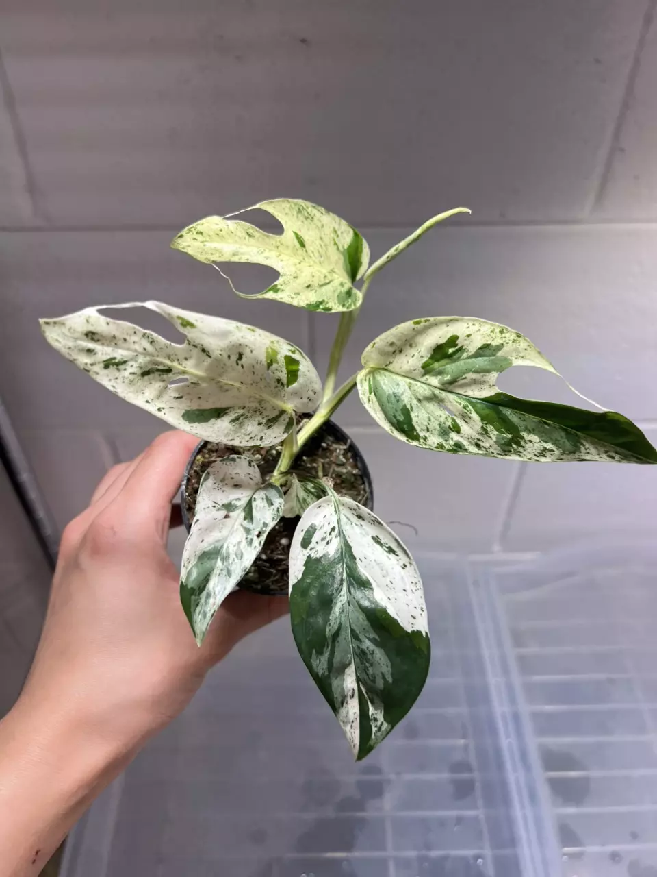 Epi Marble 3” Grower’s Choice thumbnail