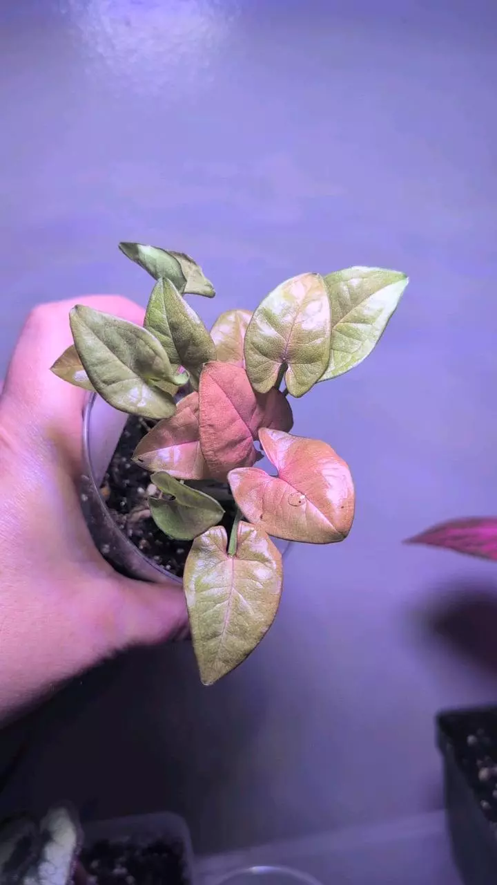 Syngonium NEON thumbnail