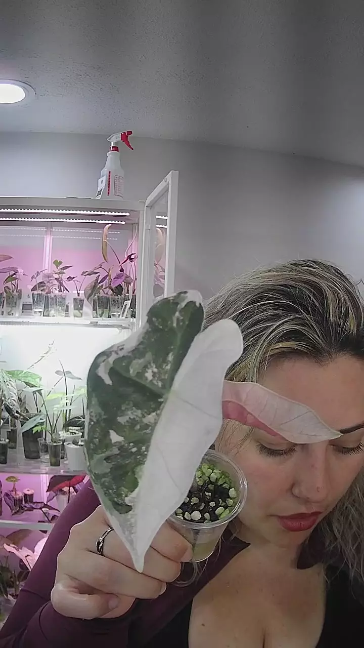 pink pseudesanderiana pup thumbnail