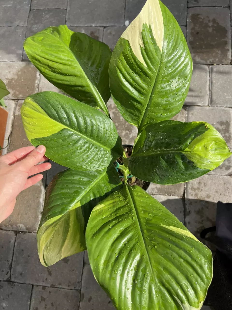 Spathiphyllum Sensation Aurea 6” XL Exact thumbnail