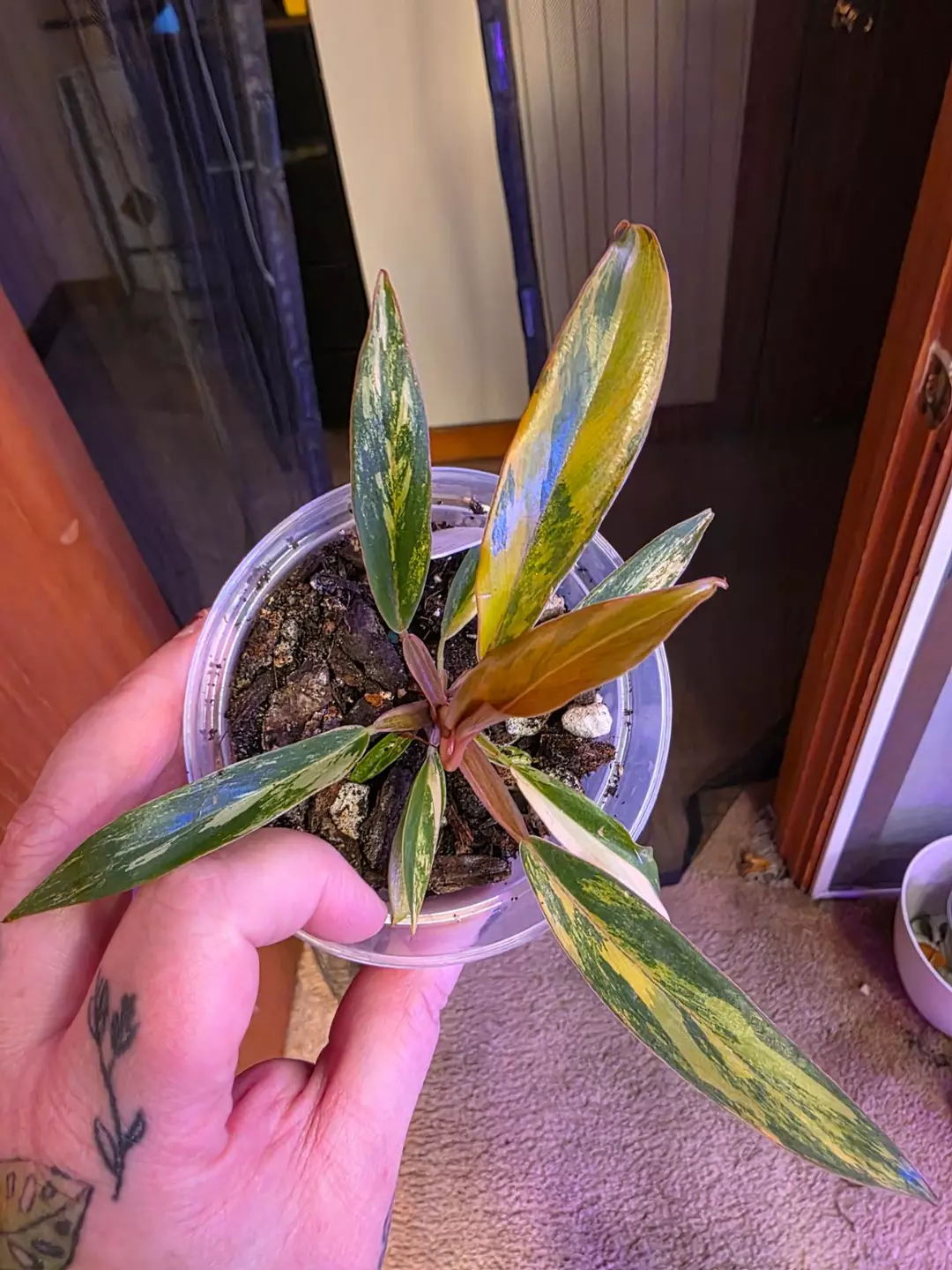 A225 Philodendron Caramel Marble #2 thumbnail