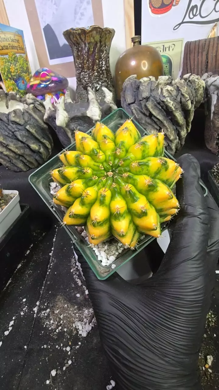 HUGE Nepali art clone 4.5" pot thumbnail