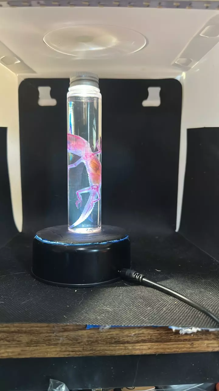 ethically sourced Diaphonized leopard gecko with tail thumbnail