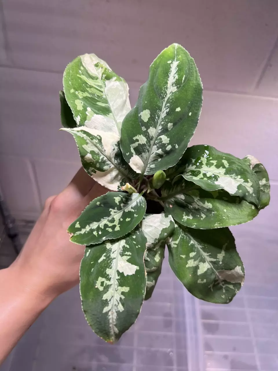 Aglaonema Pictum Tricolor Albo A thumbnail