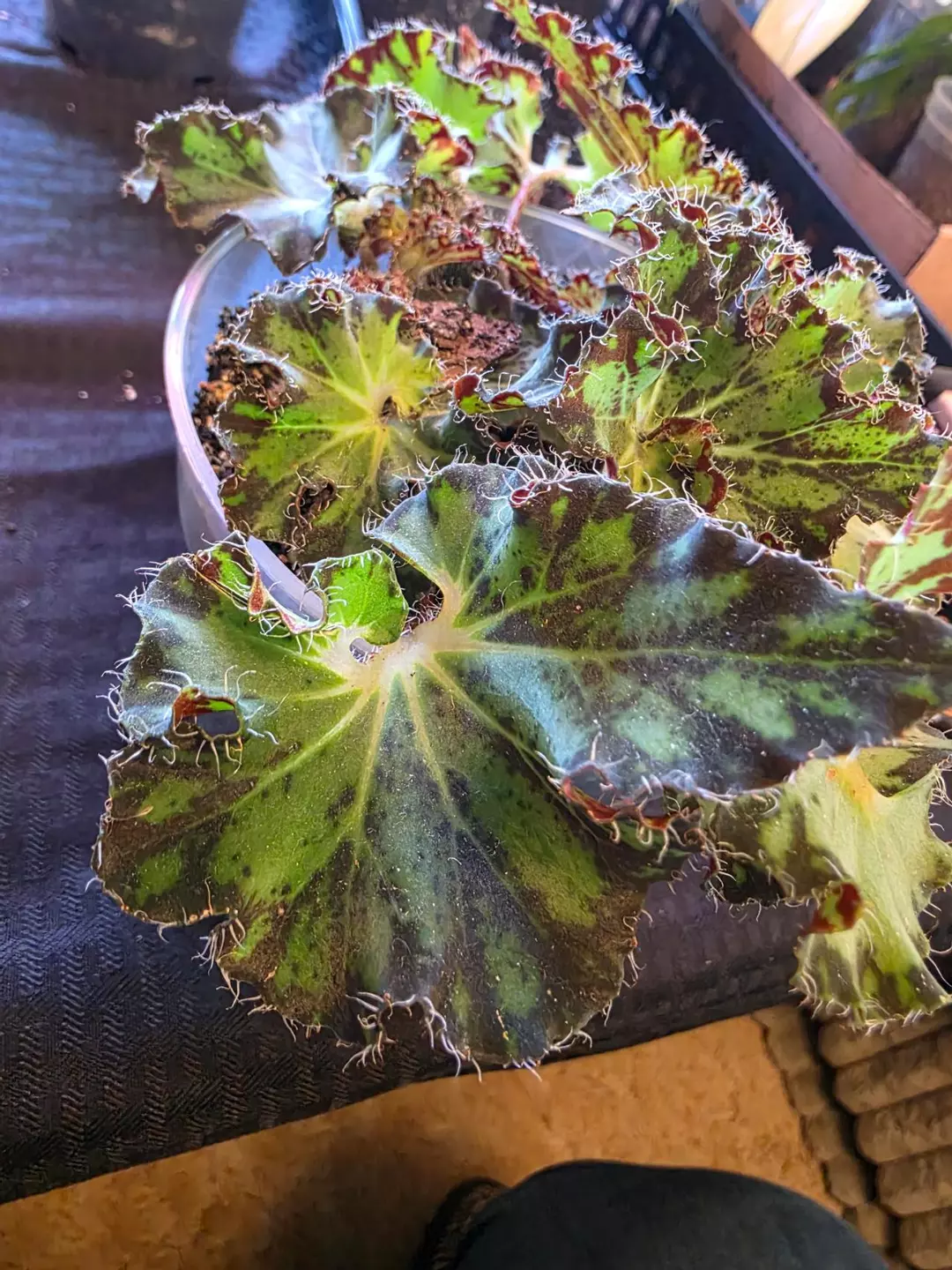 A243 Begonia NOID thumbnail