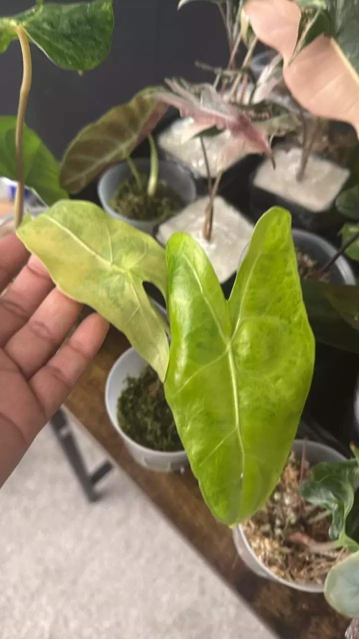 Longiloba lemon lime splash thumbnail