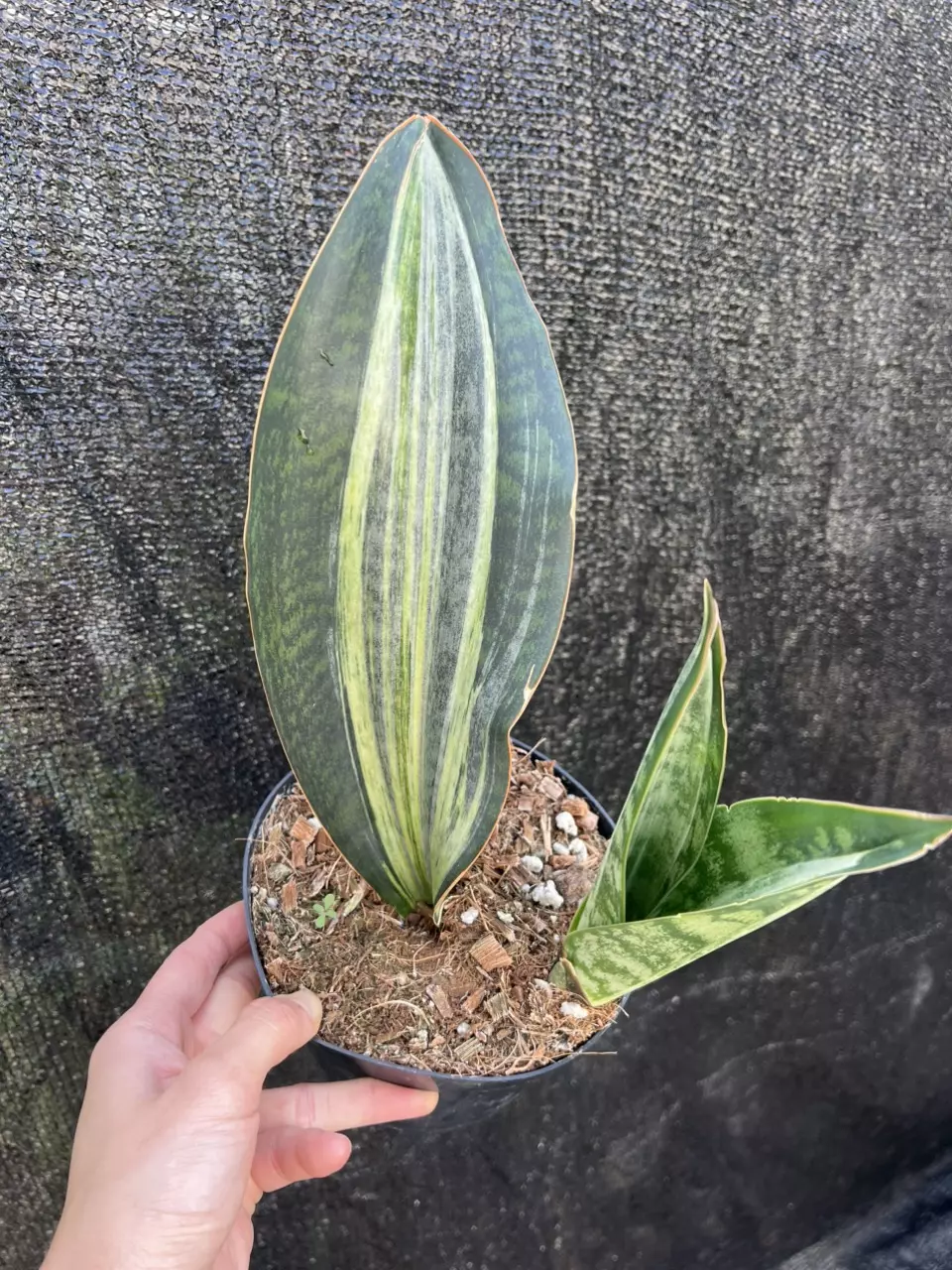 Sanseveria Whale Fin Mint Variegated 6” Exact thumbnail