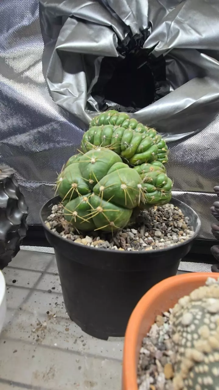gymnocalycium hortsii crest (short graft) thumbnail