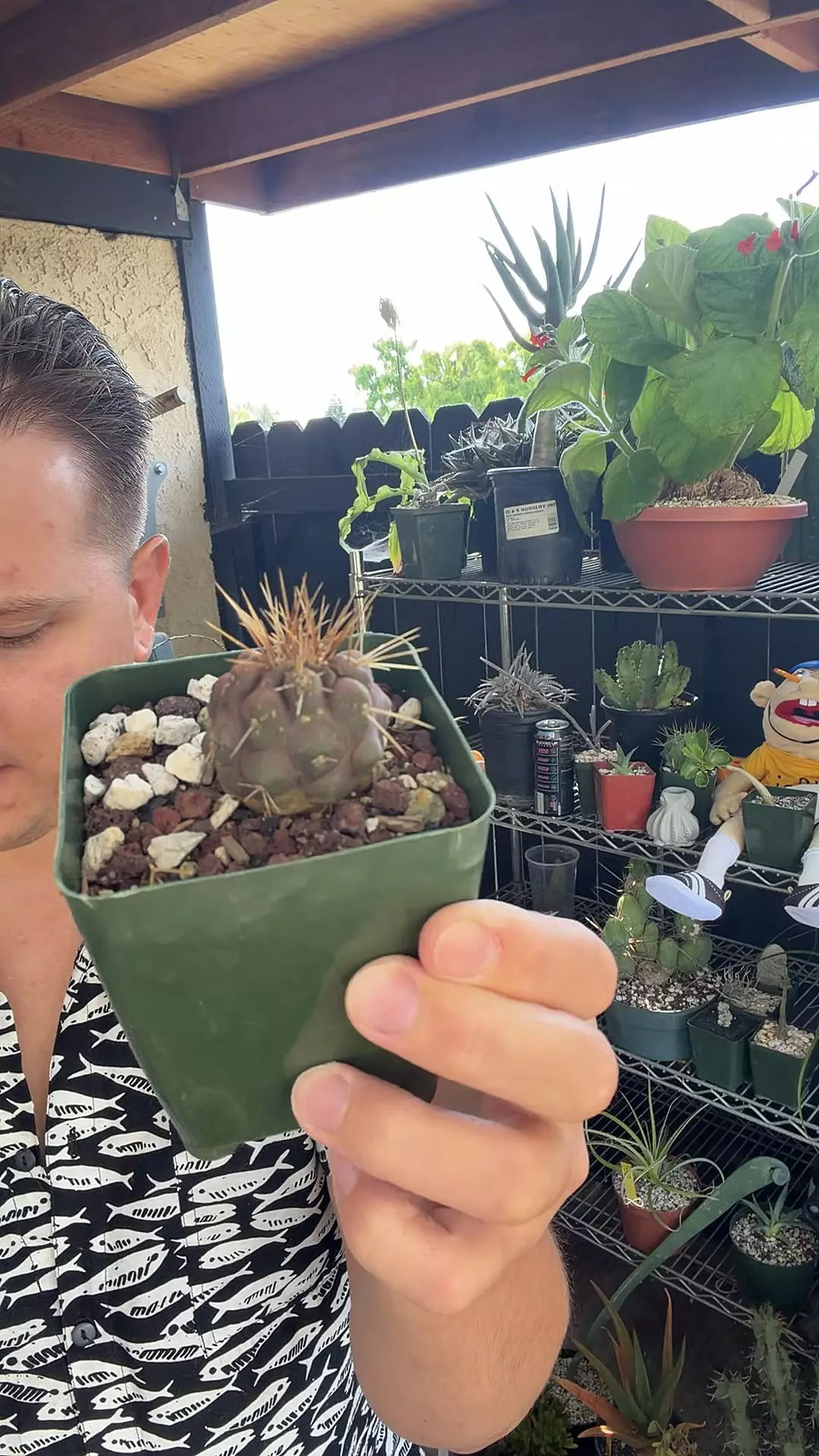 Seed Grown Copiapoa haseltoniana thumbnail