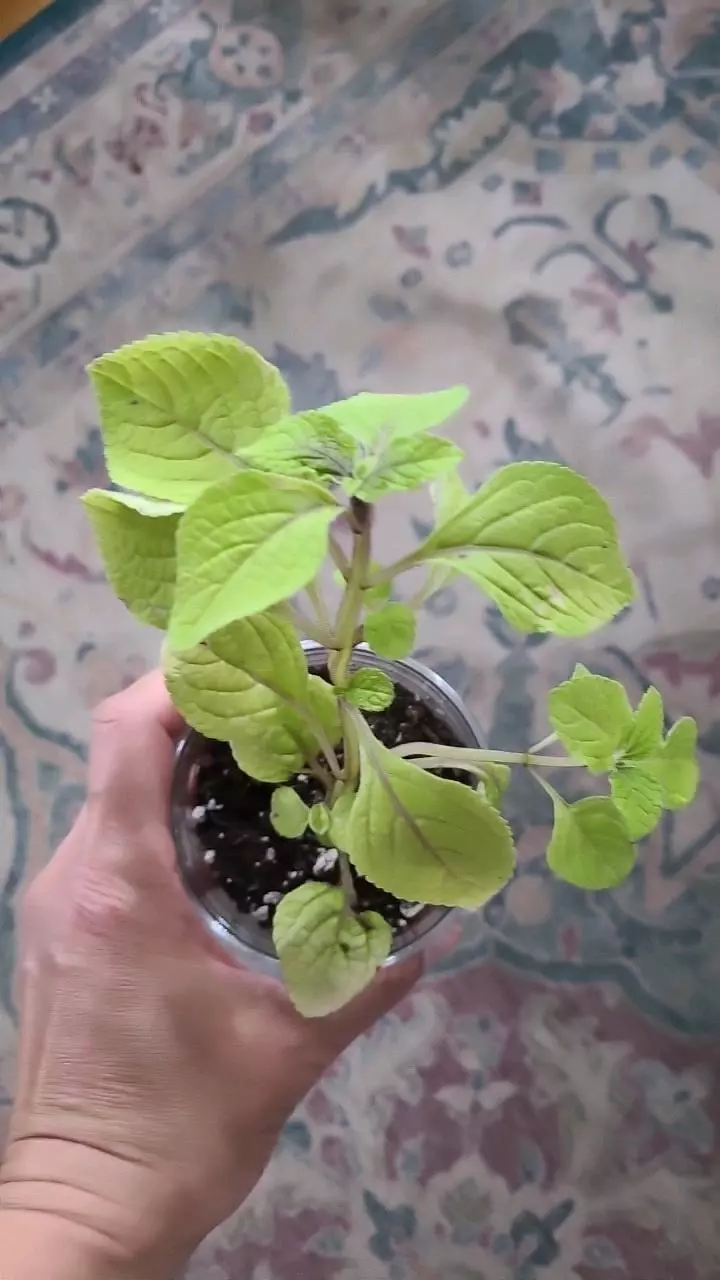 Plectranthus Verticillatus 3.25" thumbnail