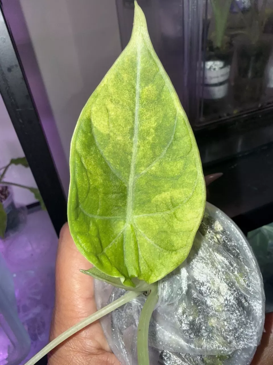Maha Lemon Lime thumbnail