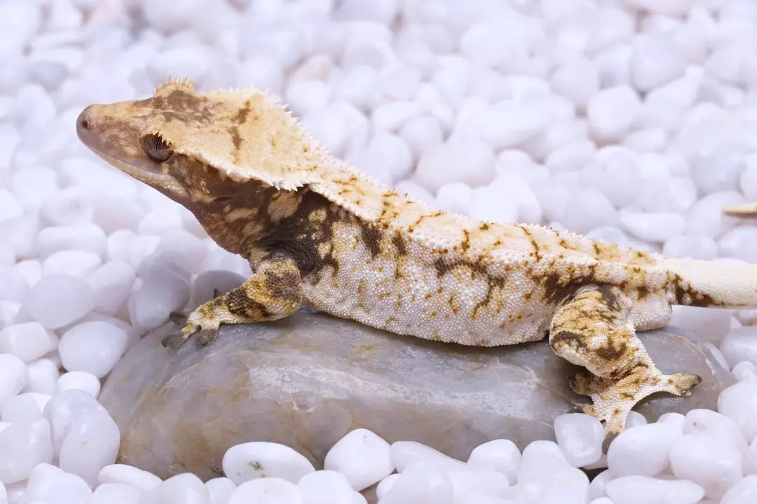 Saint Tropez - Male out of Fry x Sleet by Logansport thumbnail