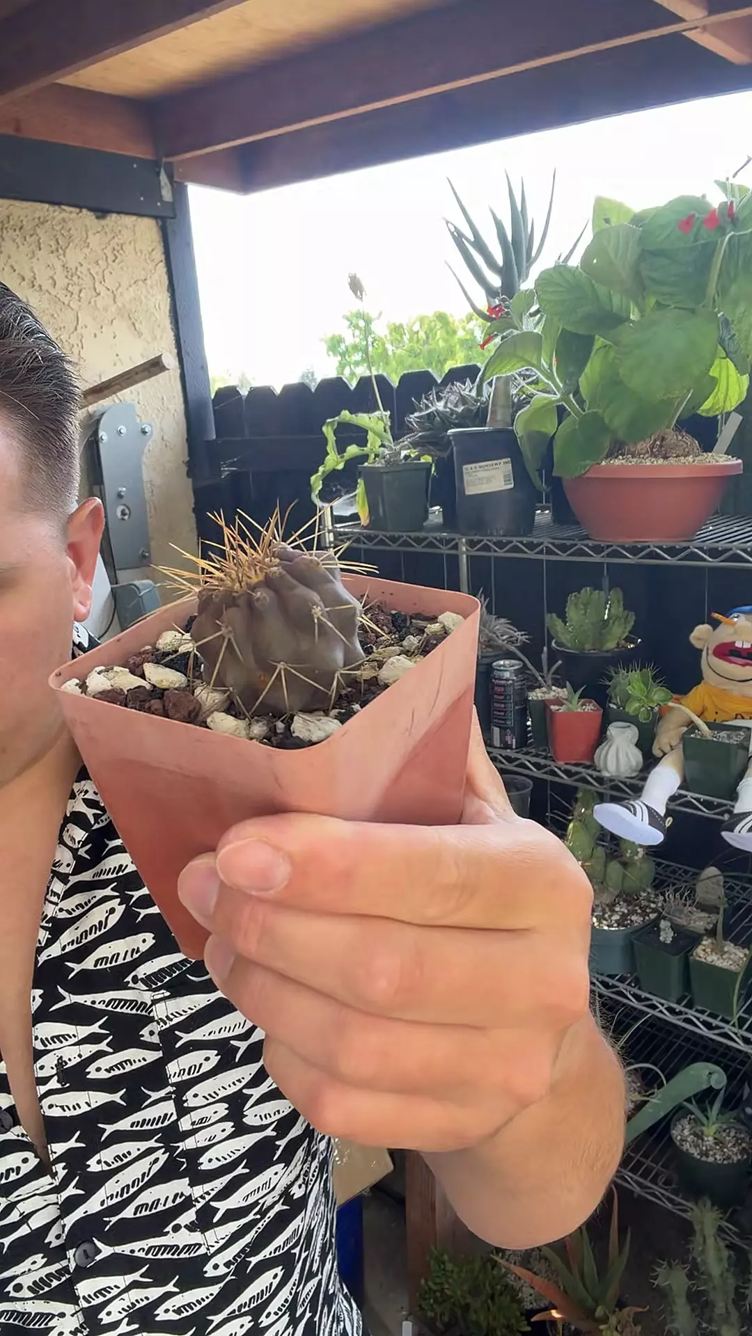 Seed Grown Copiapoa haseltoniana 2 thumbnail