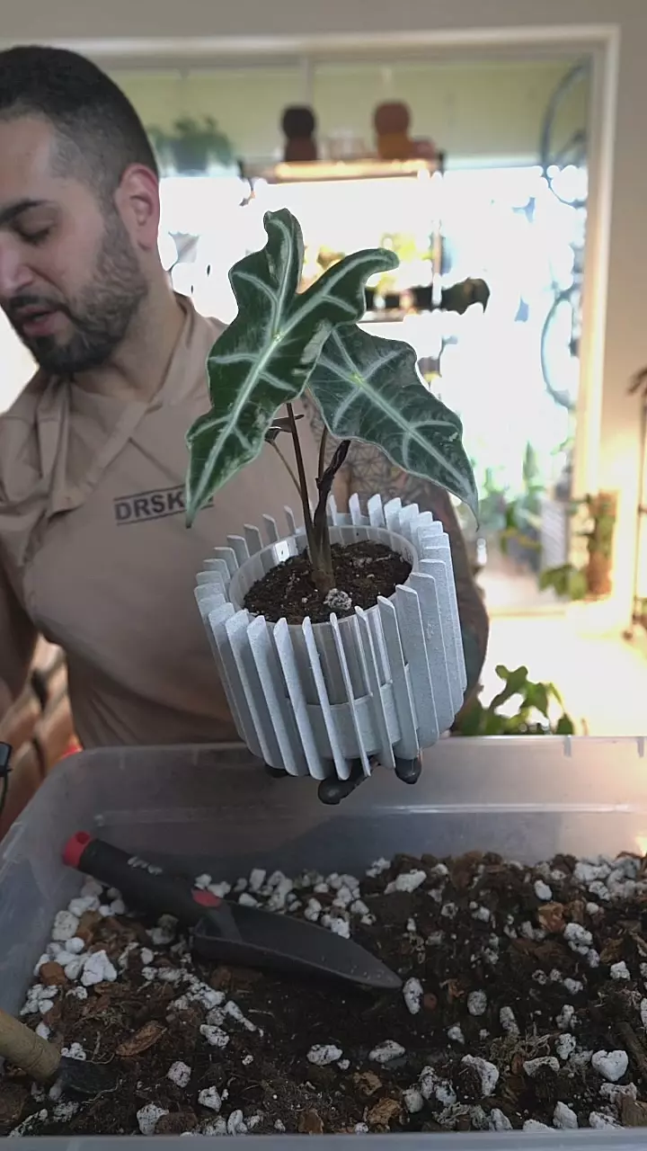 Alocasia Nobilis + Modern  Staked 5in - oreo/clear thumbnail