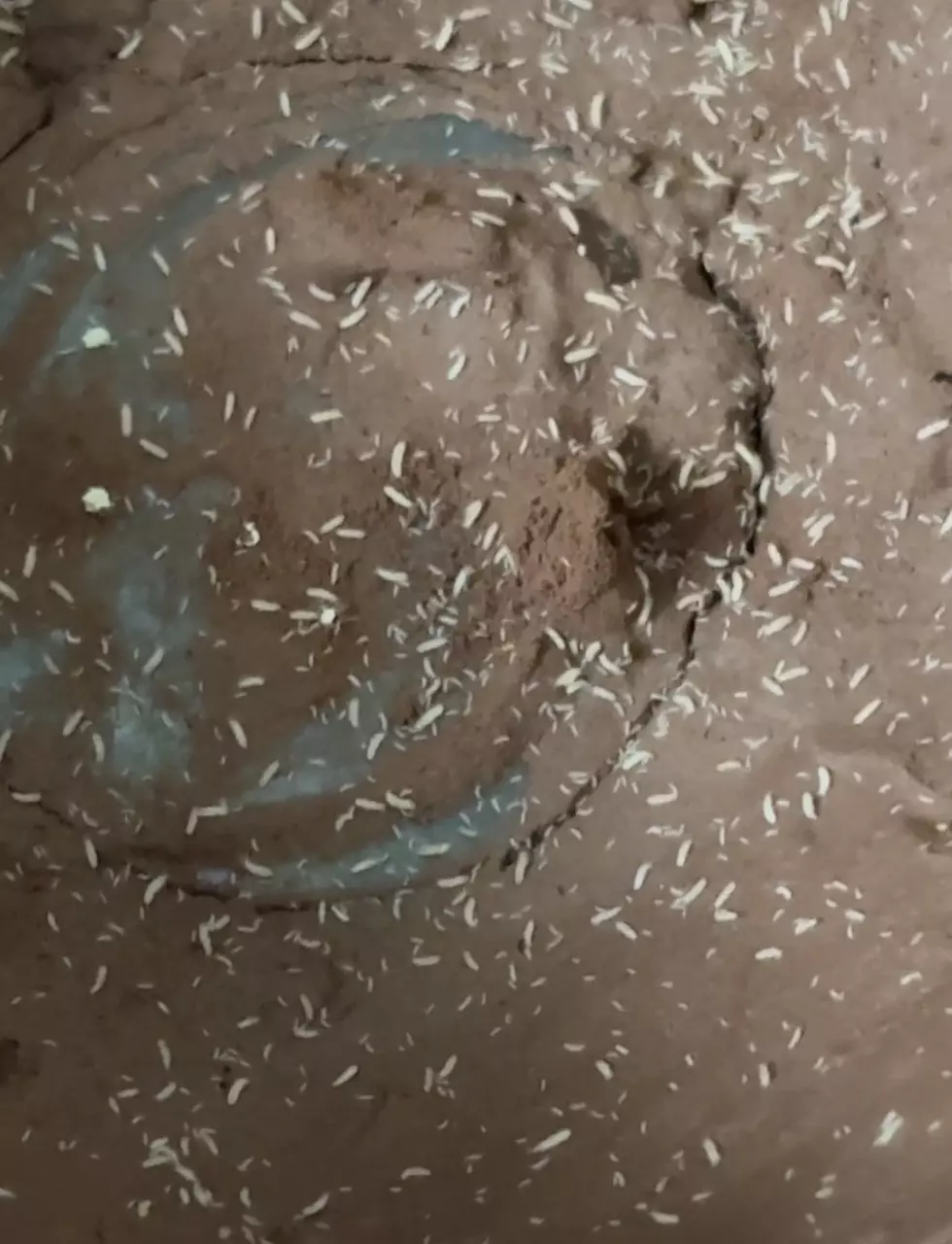 white temperate Springtails thumbnail