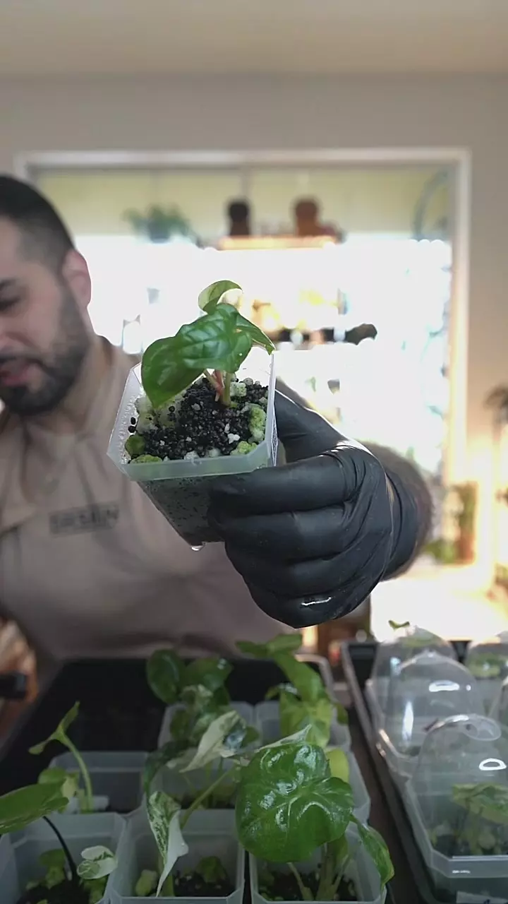 Anth. Red Vein Dark Phoenix x Red Vein Dark Sweetheart 2.5in thumbnail