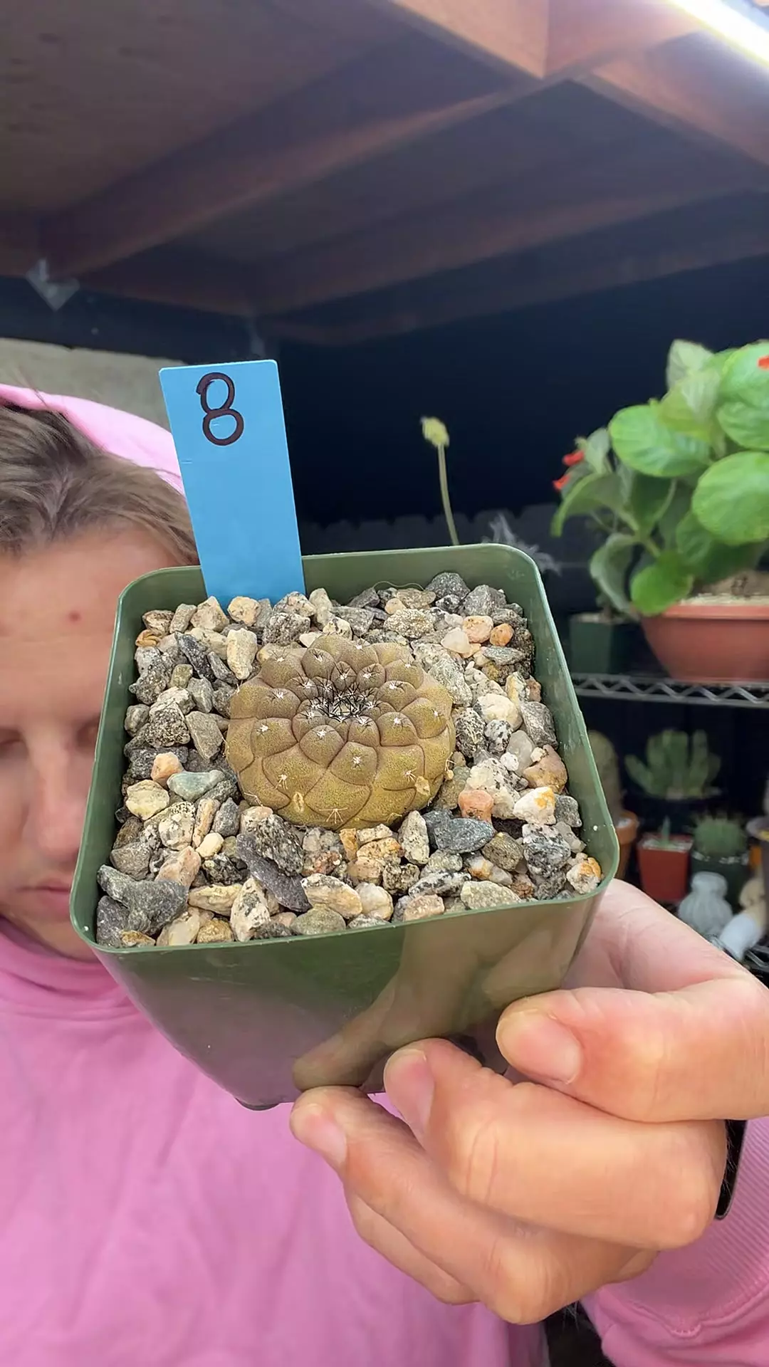 Copiapoa Hypogea #8 thumbnail