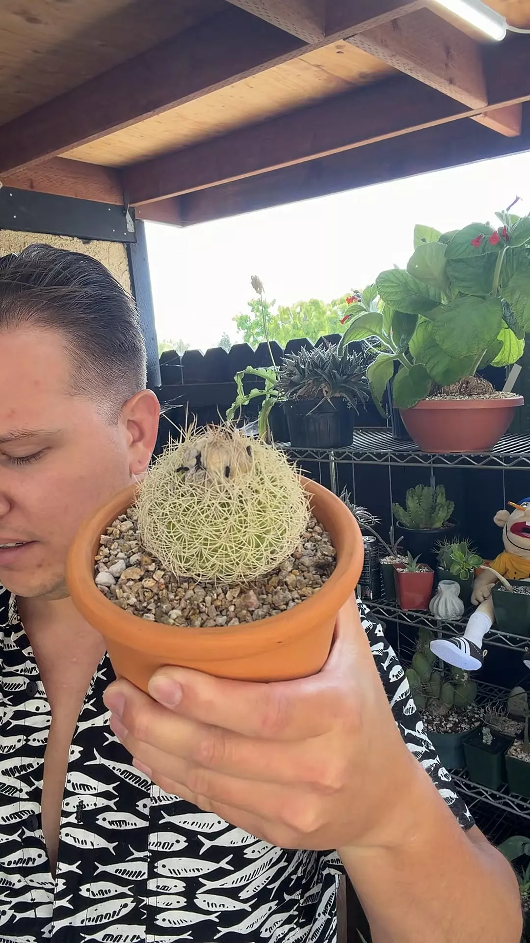 Discocactus zehntneri var. araneispinus thumbnail