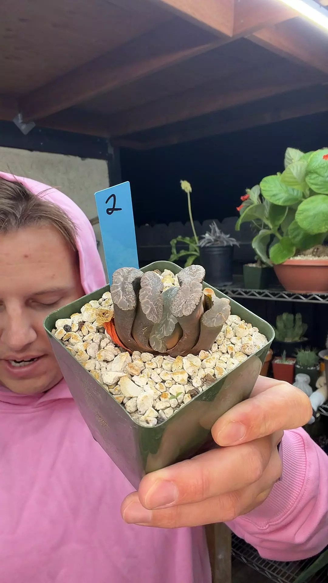 Truncata Indora #2 thumbnail