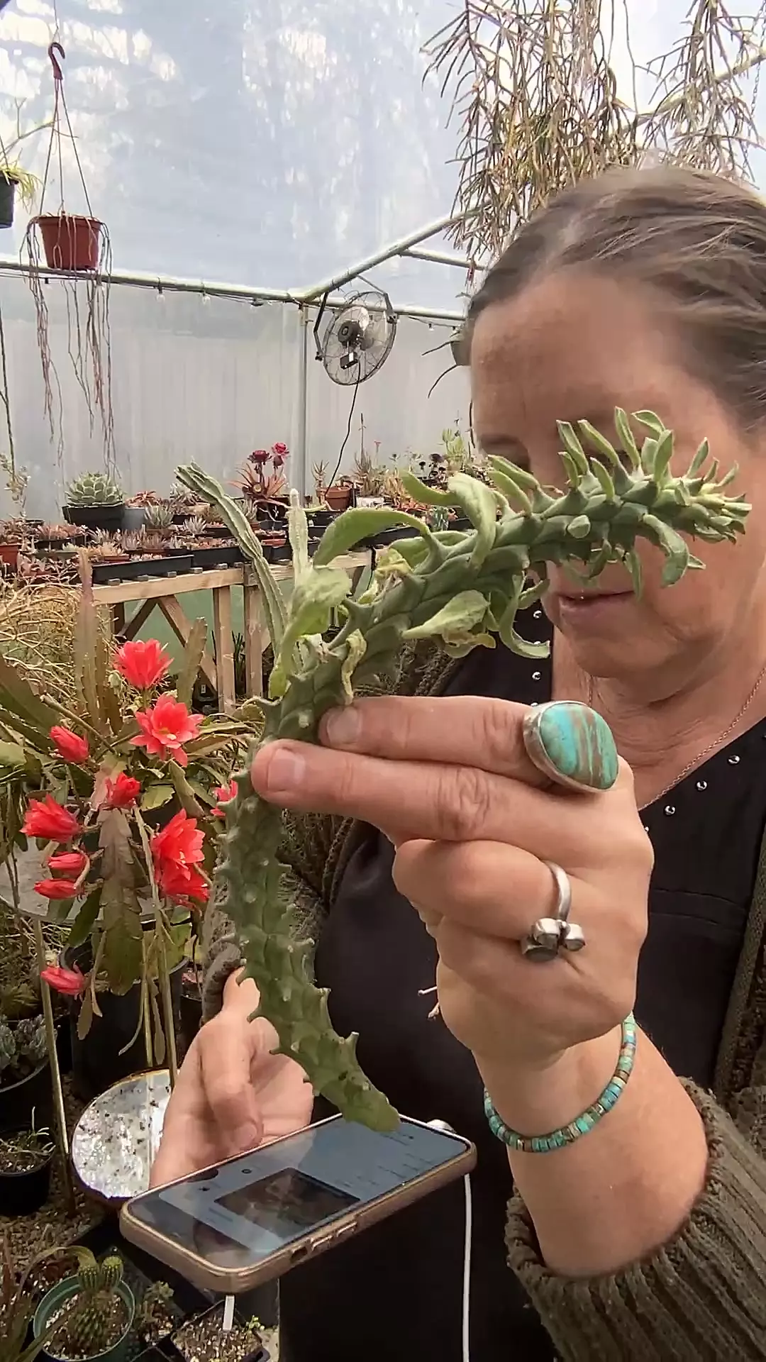 Monadenium Heteropodum cutting thumbnail