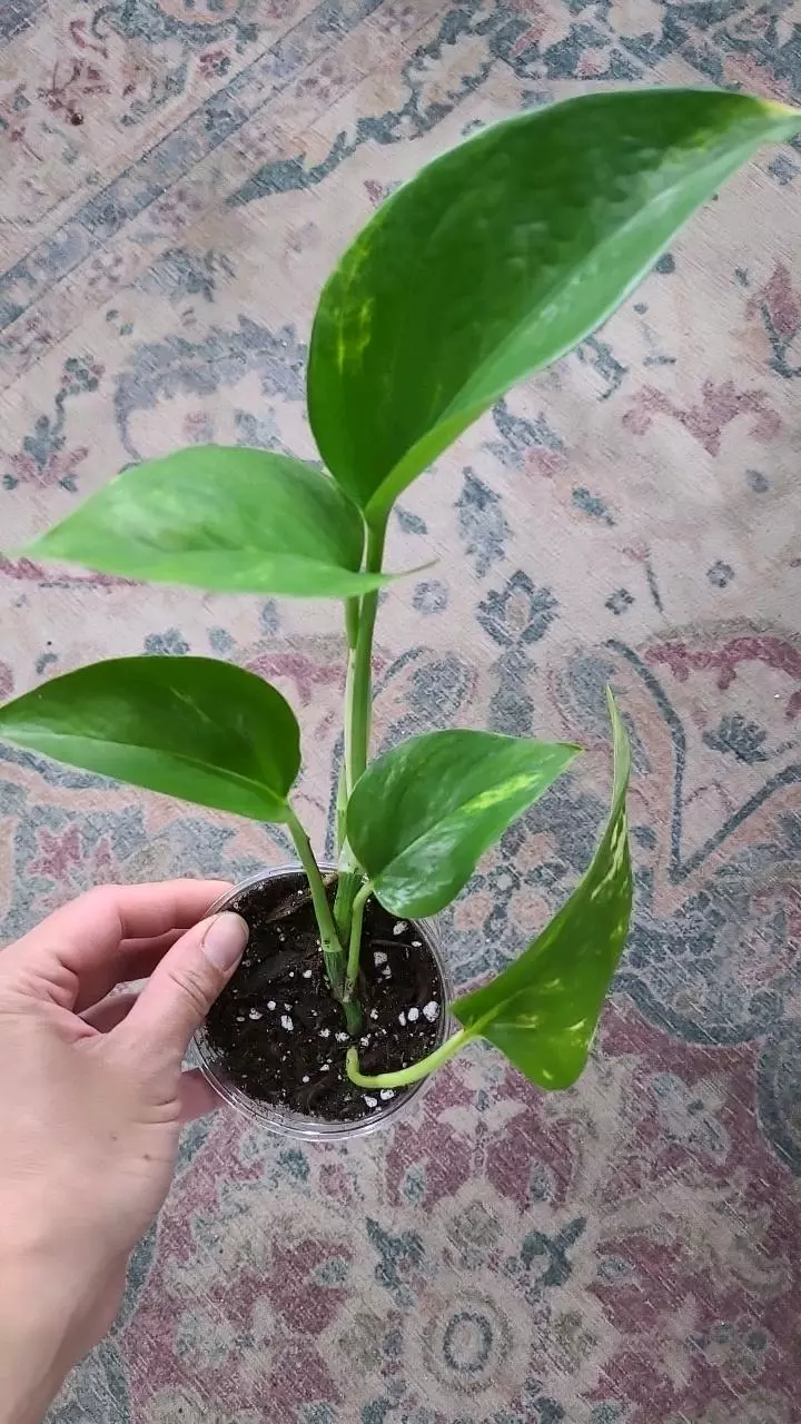 Golden Pothos 3.25" #3 thumbnail