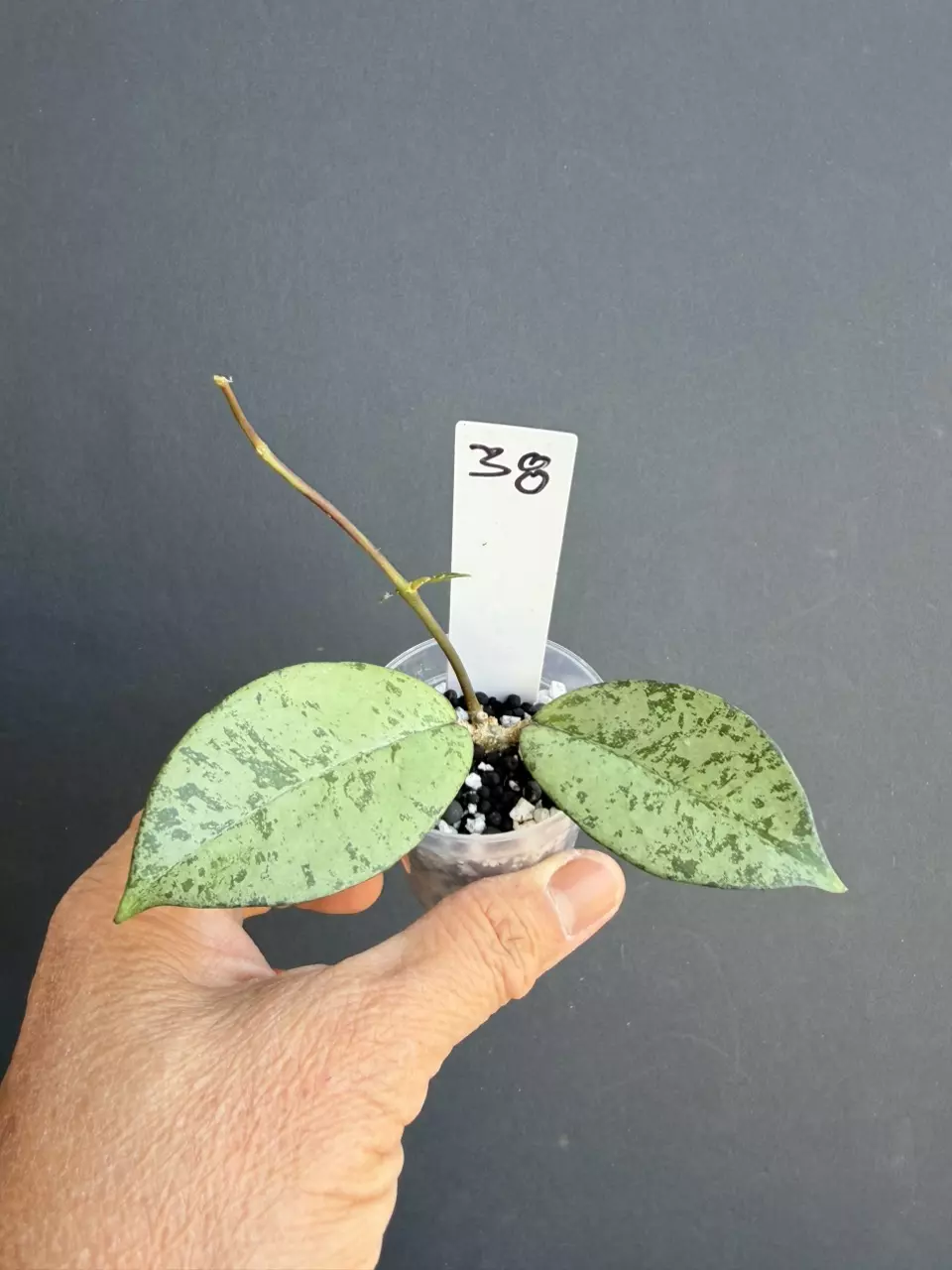 #38 hoya Blizzard thumbnail