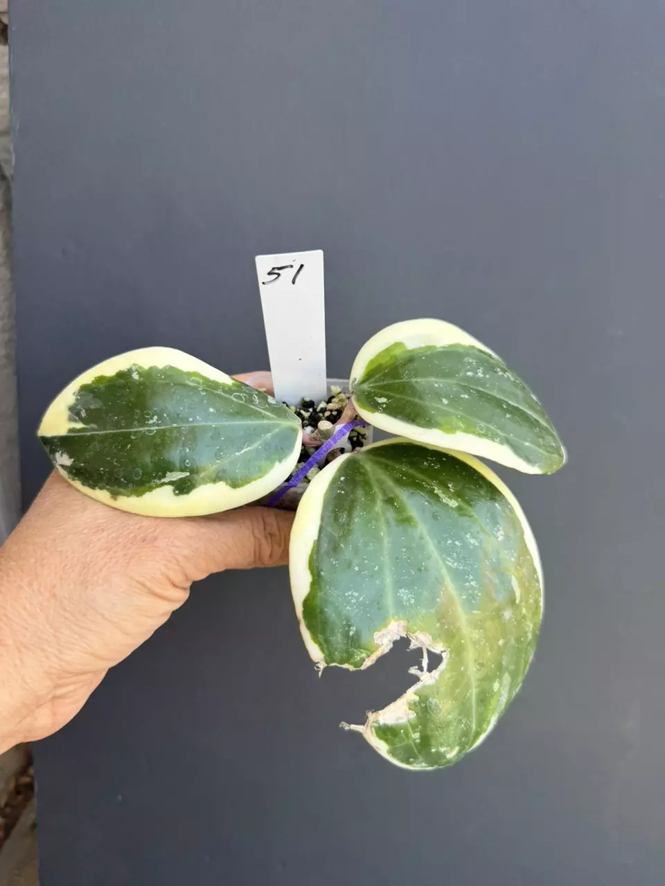 Hoya Latifolia round leaves variegated thumbnail