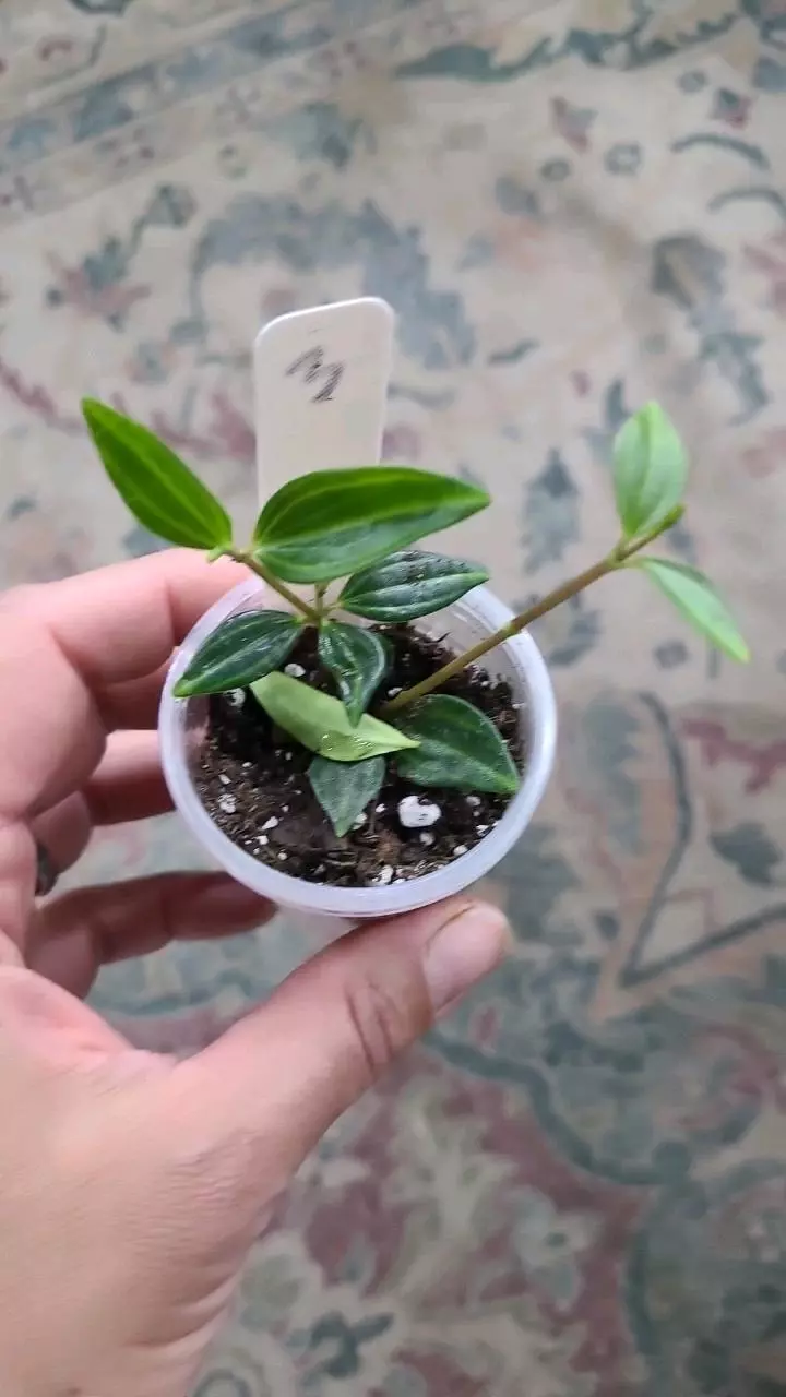 Peperomia Stilt 2" #3 thumbnail
