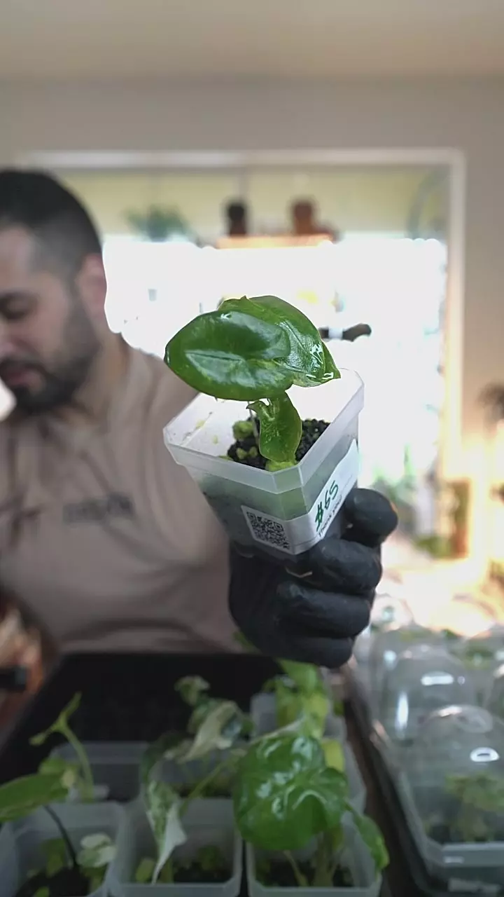 Alocasia Zebrina Aurea 2.5in from tc thumbnail