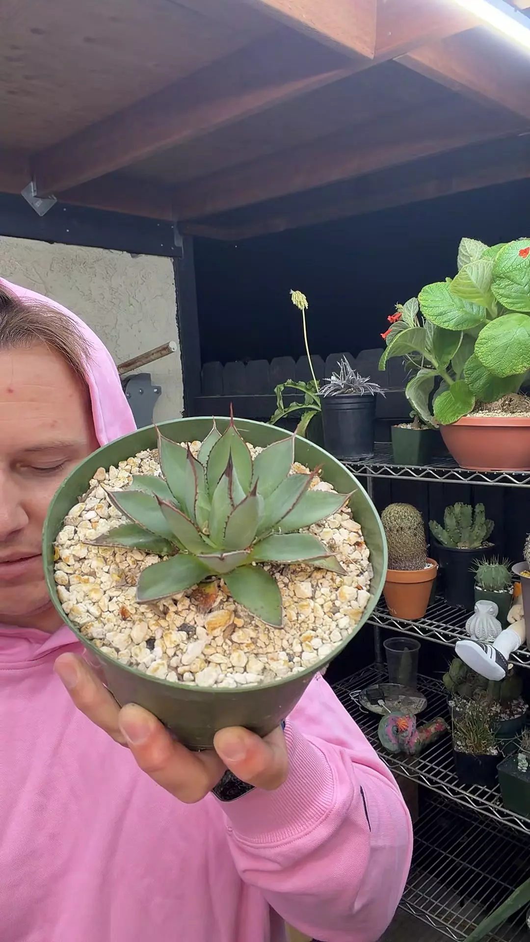 Agave Blue Ember thumbnail