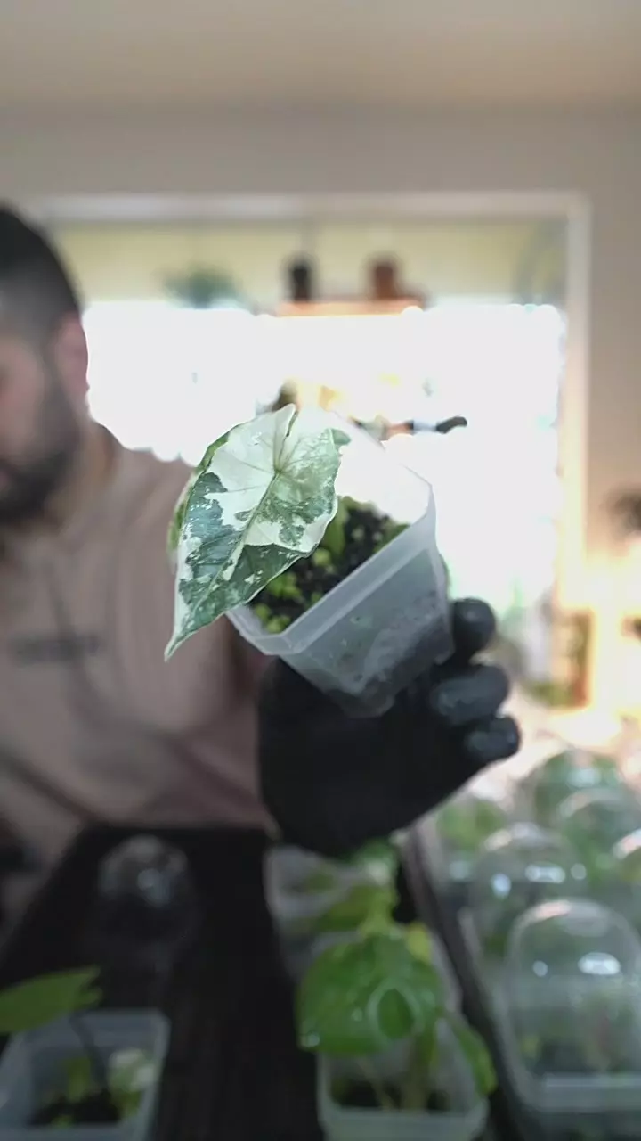 Alocasia Simpo Albo 2.5in From tc thumbnail