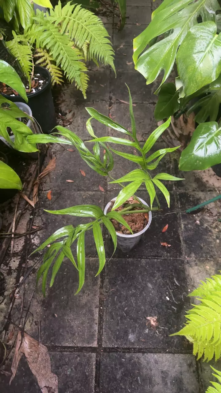 Monstera barrieri thumbnail