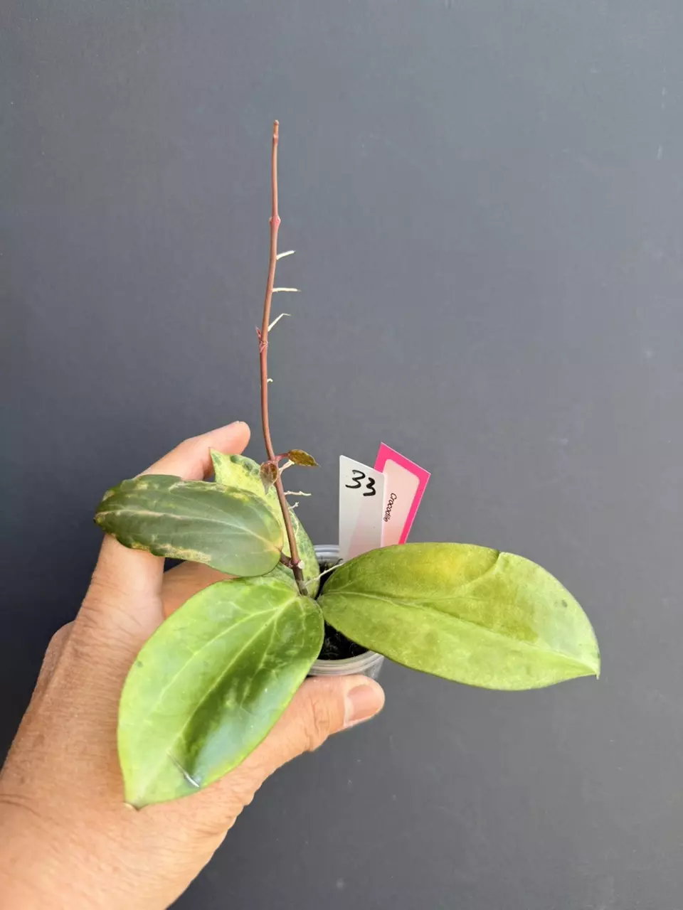 #33  hoya crocodile 🐊 new growth in fluval and perlite thumbnail