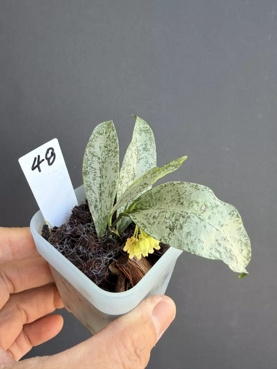 hoya amicalillis silver new growth thumbnail