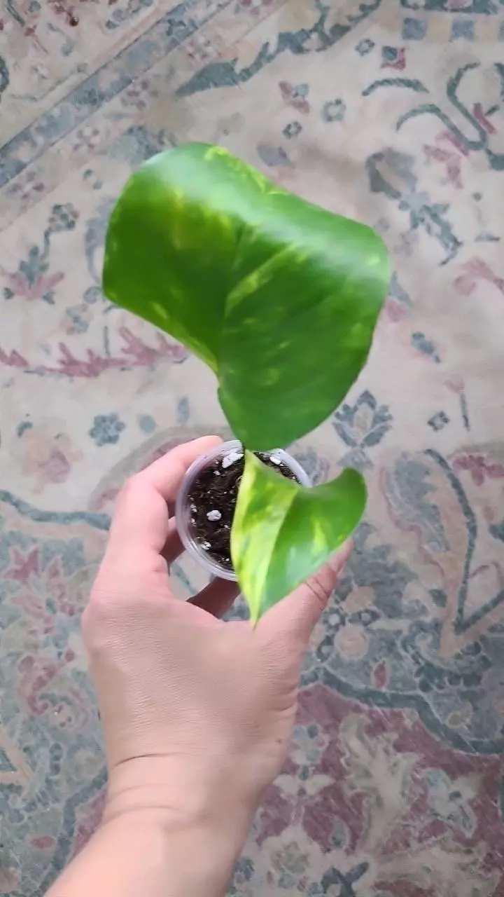 Golden Pothos 2" #2 thumbnail