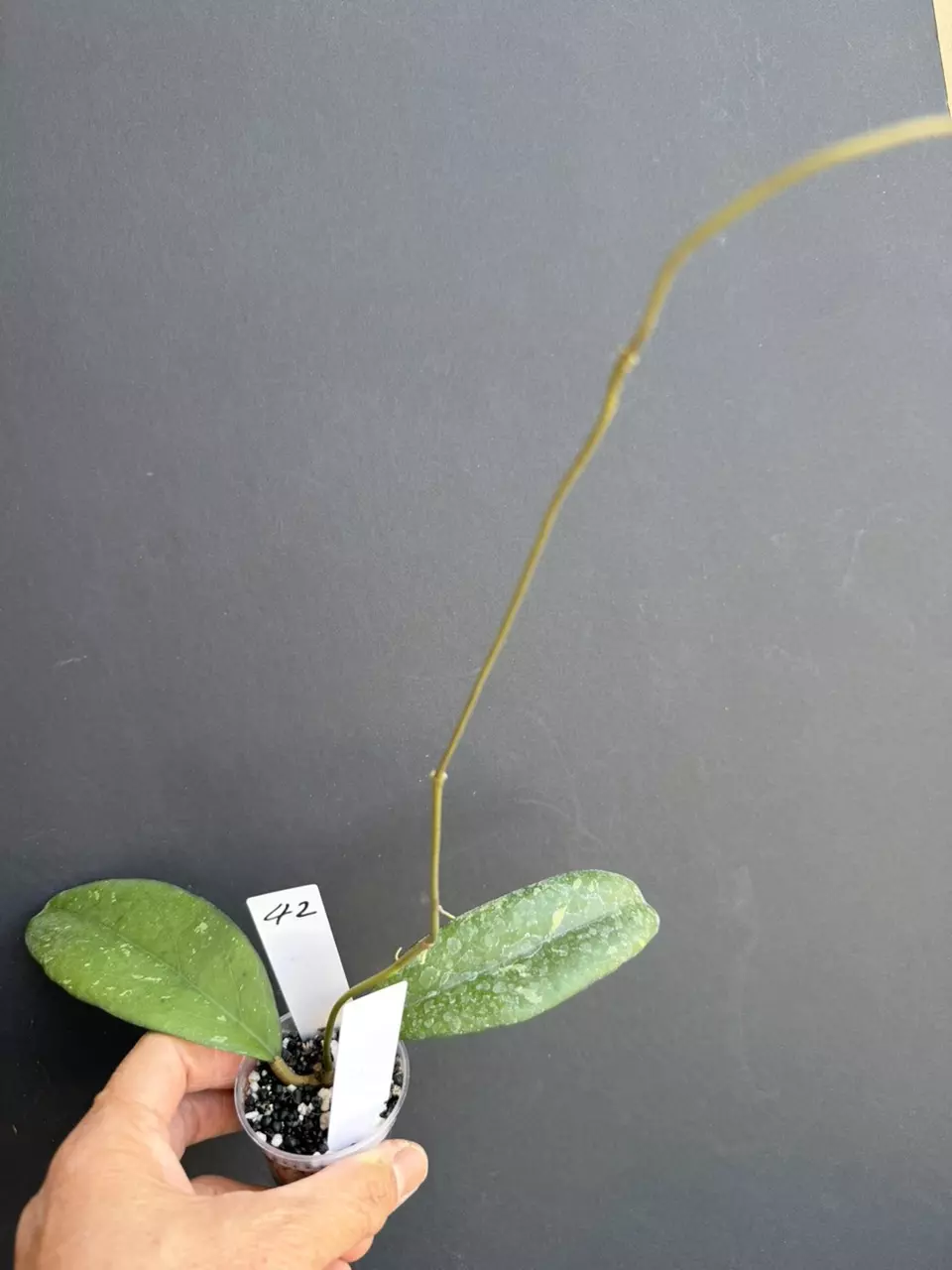 Hoya Yana splash thumbnail