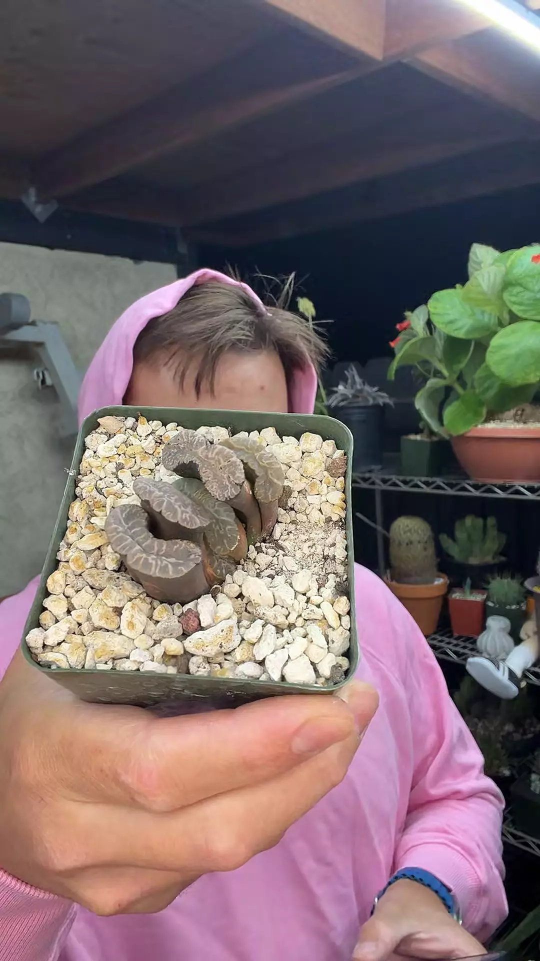 Truncata Indora #1 thumbnail