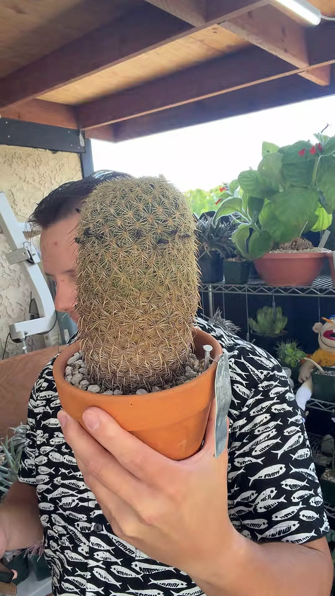 Coryphantha Recurvata thumbnail
